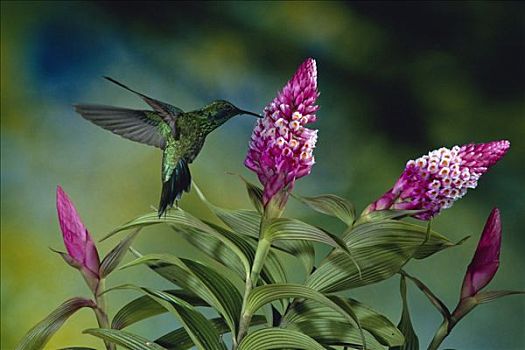 绿紫耳蜂鸟,蜂鸟,进食,授粉,花,兰花,蒙特维多云雾森林自然保护区,哥斯达黎加