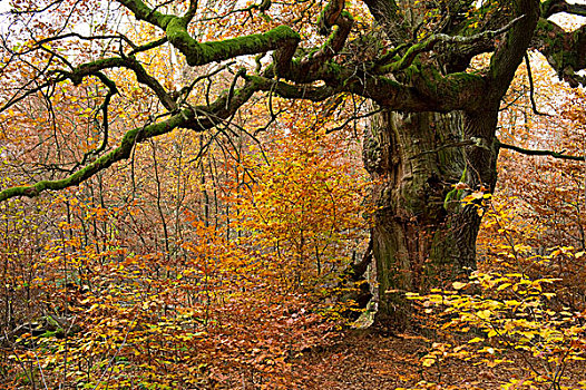 橡树,栎属,原始,树林,秋天,北方,黑森州,德国,欧洲