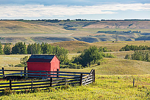 小,红色,谷仓,木篱,地点,树,艾伯塔省,加拿大
