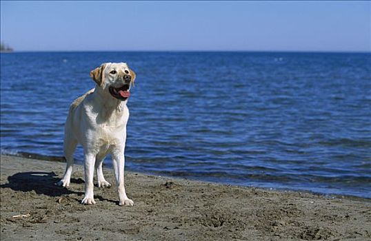 黄色拉布拉多犬,狗,海滩