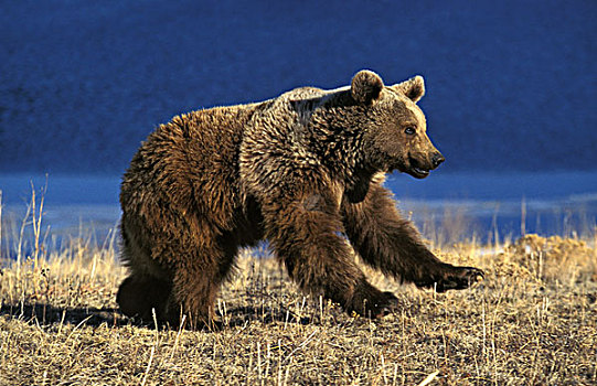 大灰熊,棕熊,成年,跑,阿拉斯加