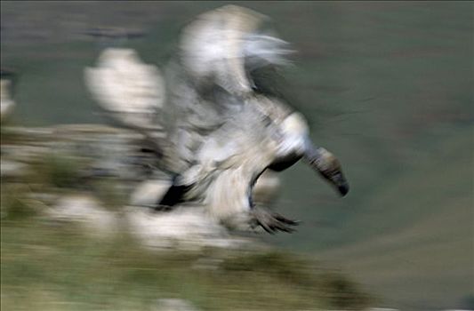 南非兀鹫,降落,靠近,湖,非洲