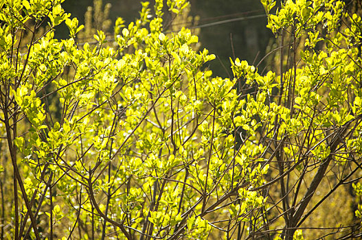 春季明亮光线中植物的黄绿色嫩叶