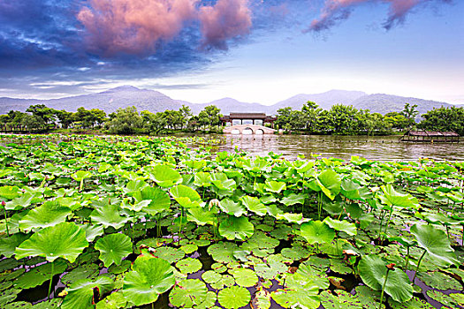 天际线,湖,荷花,杭州,西湖