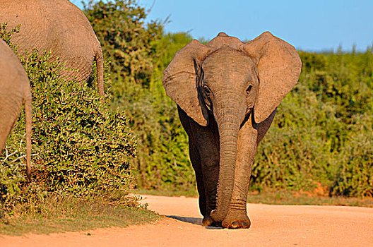 非洲象,幼兽,走,阿多大象国家公园,东开普省,南非,非洲