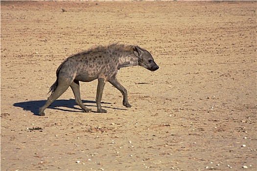斑点,鬣狗