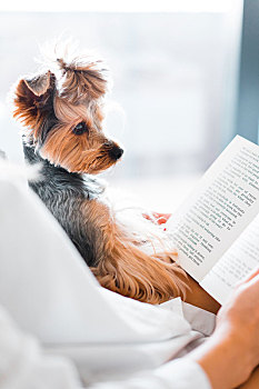 可爱的小狗在阅读