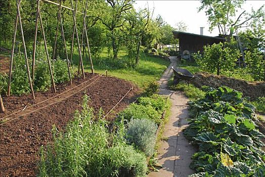 药草,小块土地,豆,花园