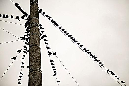 许多,鸽子,坐,电线