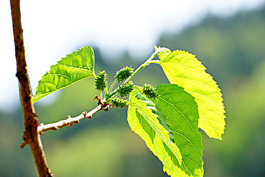 成都鲜花山谷