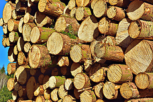 一堆,木材,云杉,原木,巴伐利亚,德国,欧洲