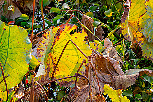 深秋枯黄的植物,即将迎来严寒的冬天