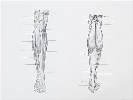 特写,腿,肌肉,铅笔画,白色背景,纸