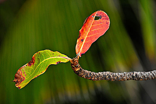 萎蔫,叶子,热带雨林,德恩垂国家公园,昆士兰,澳大利亚