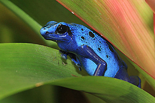 蓝色,毒物,青蛙