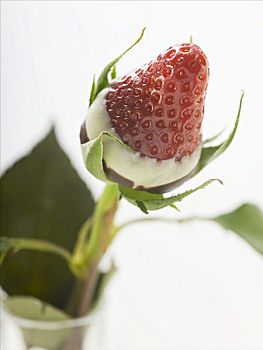 巧克力草莓,花,花瓶