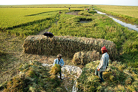 孟加拉,丰收,一个,三个,收获,百分比,稻米,四月,2008年