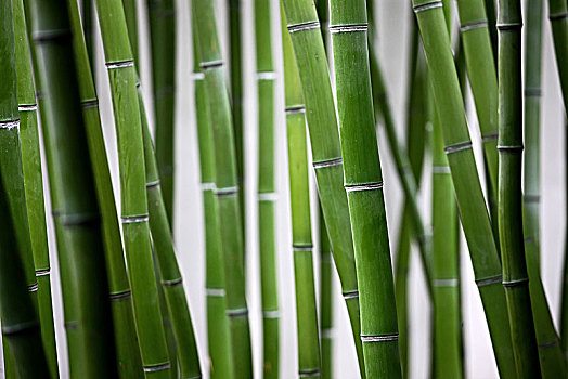 春天的竹子竹节局部