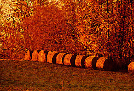 农业,圆,干草包,边缘,地点,秋天,彩色,树,后面,弗吉尼亚,美国
