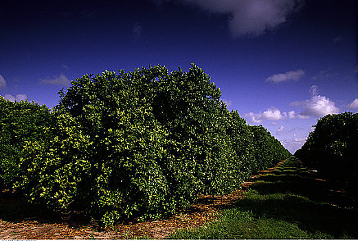 橘林,印度河,佛罗里达,美国