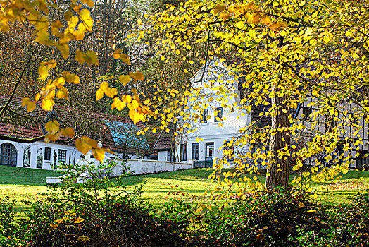 树林,秋天,背景,下萨克森,德国,欧洲