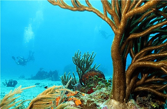 珊瑚,潜水