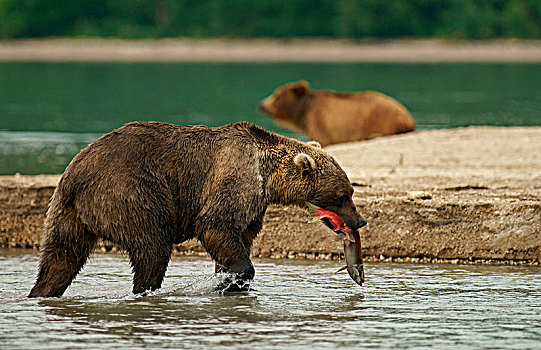 棕熊,三文鱼,嘴,湖,堪察加半岛,俄罗斯,欧洲