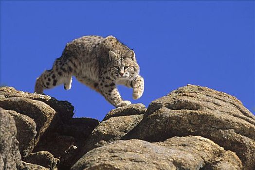 美国山猫,短尾猫,跳跃,石头,科罗拉多
