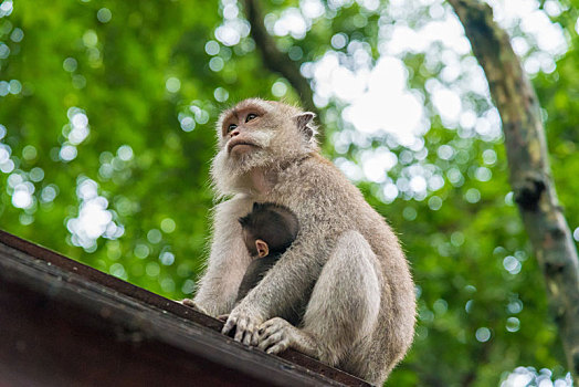 女性,短尾猿,猴子,幼兽,树林,巴厘岛,印度尼西亚