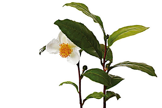 茶树,花,叶子