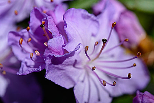 特写,紫色,杜鹃花,杜鹃花属植物