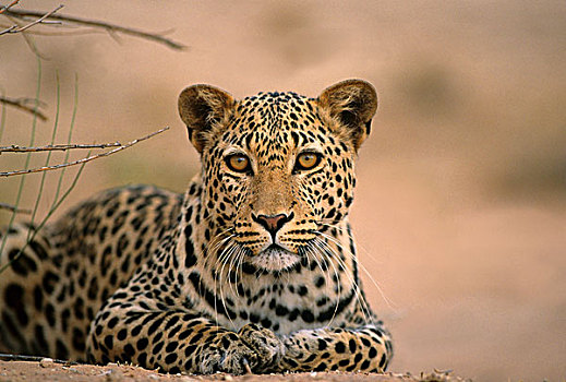 豹,卡拉哈迪大羚羊国家公园,卡拉哈里沙漠,南非,非洲
