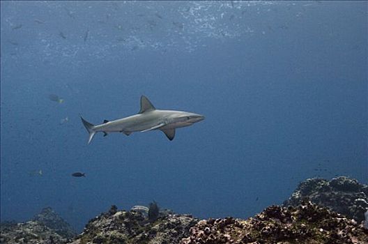 加拉帕戈斯,鲨鱼,直翅真鲨,沃尔夫岛,加拉帕戈斯群岛,厄瓜多尔