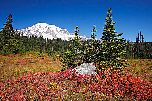 雷尼尔山,秋色,山,国家公园,华盛顿,美国