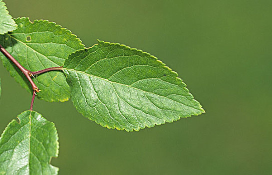 樱桃李,叶子,欧洲