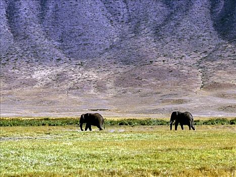 非洲,灌木,大象,非洲象,恩格罗恩格罗,保护区,坦桑尼亚,东非