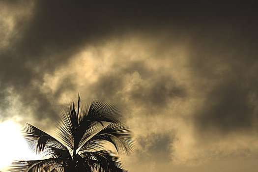云,上方,棕榈树,毛伊岛,夏威夷,美国