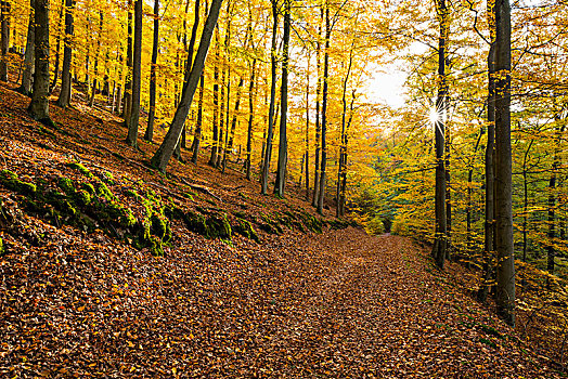 秋天,国家公园,黑森州,德国,欧洲