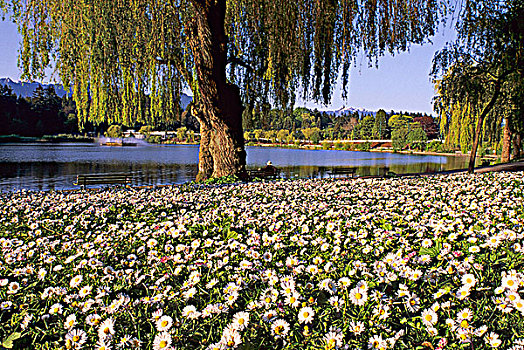英国,雏菊,史坦利公园,温哥华,不列颠哥伦比亚省,加拿大
