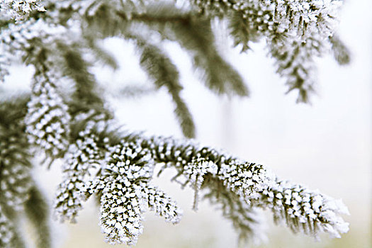 松枝雪挂