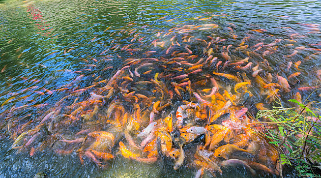 彩色,鲤鱼,游动,水塘