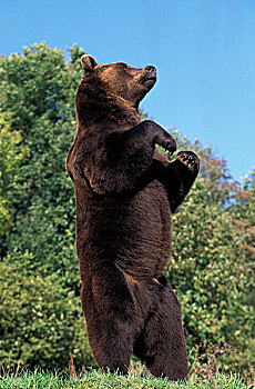 棕熊,站立,后腿,环顾