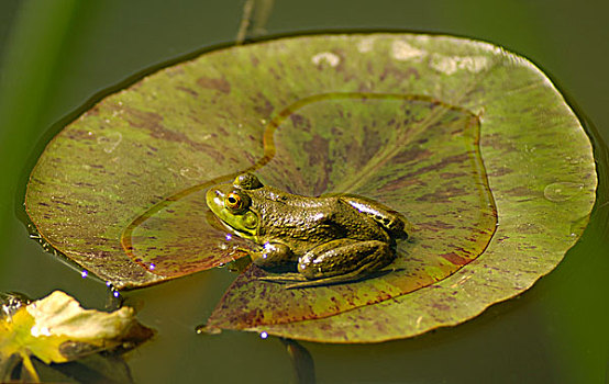 青蛙,荷叶,水塘,加利福尼亚