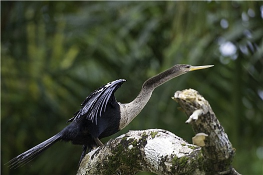 鹈,蛇鹈鸟,美洲蛇鸟,野生动物,哥斯达黎加