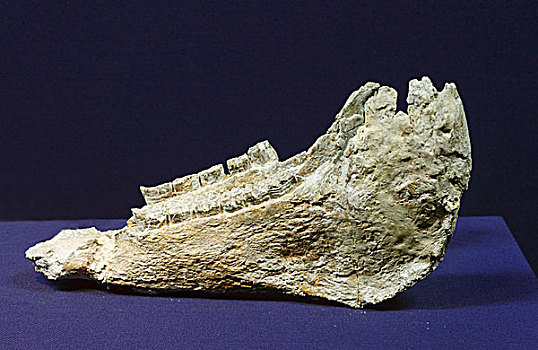 云南马化石