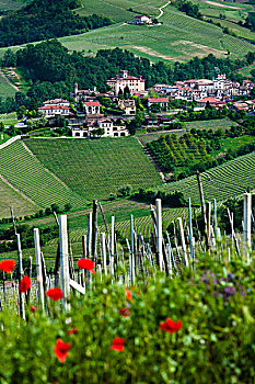 巴罗洛葡萄酒,库内奥,省,意大利