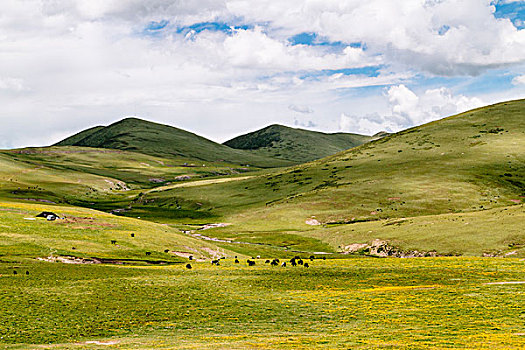 高原牧场