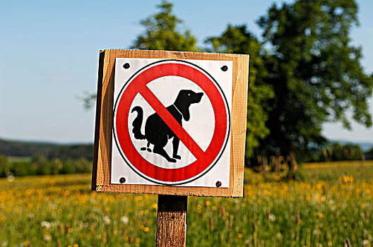 禁止,标识,狗,母牛,草场,中间,弗兰克尼亚,巴伐利亚,德国,欧洲
