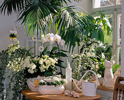 白色,窗户,蝴蝶兰属,秋海棠,榕属植物,常春藤