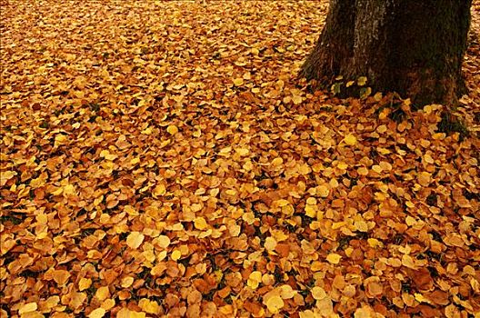 秋天,秋叶,菩提树,椴树属